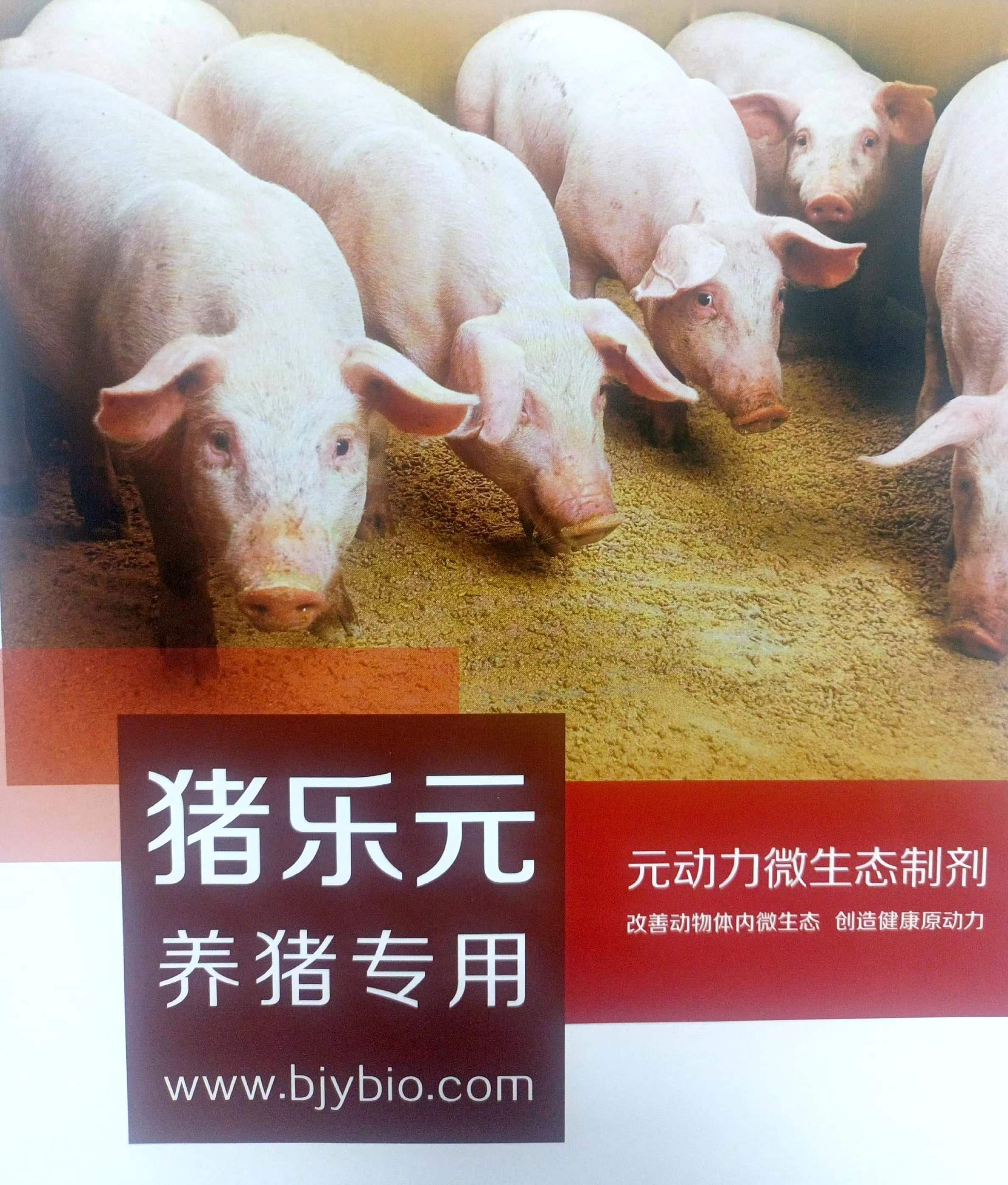豬樂元
